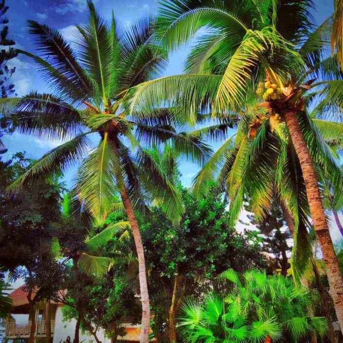 Domenica delle Palme 😂😂😂❤🌴🌴🌴 ®( Stefano Sartoris )
