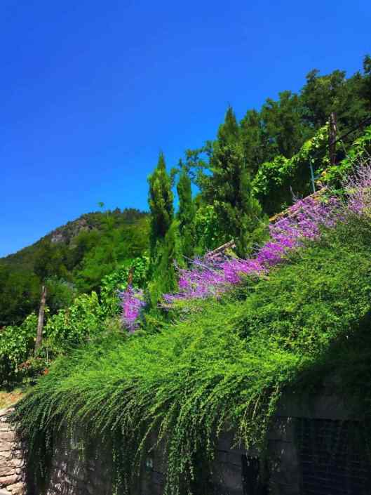 Via libera…®( Stefano Sartoris )