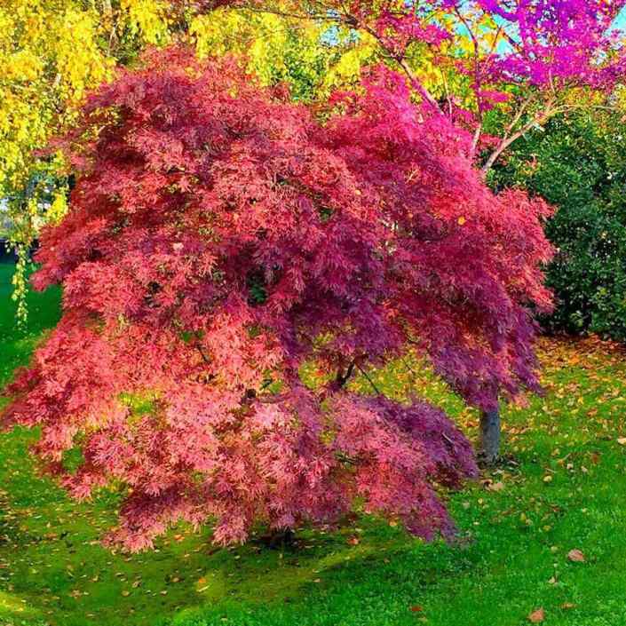 Autunno ®( Stefano Sartoris )
