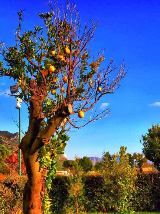 Resilienza ®( Stefano Sartoris )