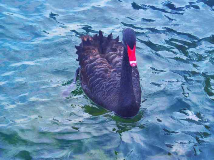 Black Swan ®( Stefano Sartoris )