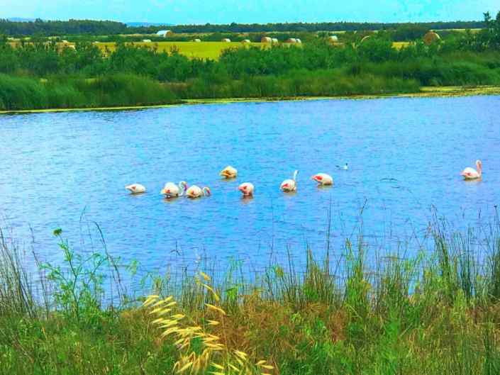 Phoenicopterus roseus Pallas #lamiasardegna ®( Stefano Sartoris )
