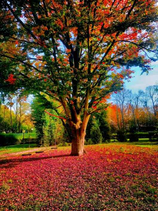 A piedi nel parco…..❣❤ ®( Stefano Sartoris )