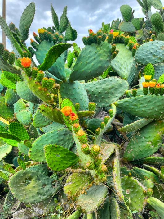 Che fico….la mia Sardegna ❤ ®( Stefano Sartoris )