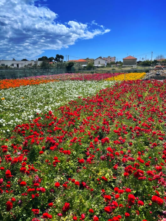 Ci sono sempre i fiori, per coloro i quali hanno voglia di vederli ???????❤ ®( Stefano Sartoris )