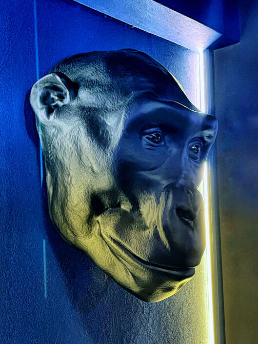 Amigdala 🙈🙉🙊😅®( Stefano Sartoris )